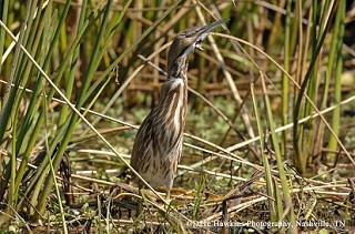 Tennessee's Watchable Wildlife