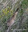 Tennessee's Watchable Wildlife