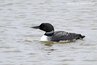 Tennessee's Watchable Wildlife