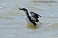 Tennessee's Watchable Wildlife