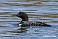 Tennessee's Watchable Wildlife