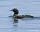 Tennessee's Watchable Wildlife