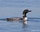 Tennessee's Watchable Wildlife
