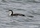 Tennessee's Watchable Wildlife