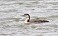 Tennessee's Watchable Wildlife