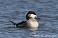 Tennessee's Watchable Wildlife