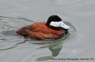 Tennessee's Watchable Wildlife