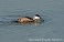 Tennessee's Watchable Wildlife