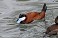 Tennessee's Watchable Wildlife