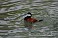 Tennessee's Watchable Wildlife