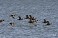 Tennessee's Watchable Wildlife