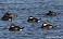Tennessee's Watchable Wildlife