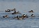 Tennessee's Watchable Wildlife
