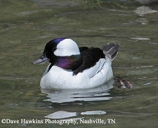 Tennessee's Watchable Wildlife