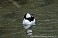 Tennessee's Watchable Wildlife