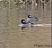 Tennessee's Watchable Wildlife