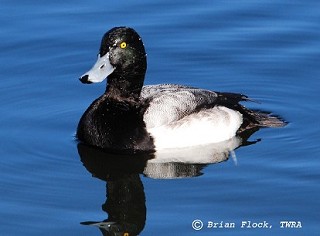 Tennessee's Watchable Wildlife