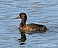 Tennessee's Watchable Wildlife