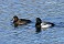 Tennessee's Watchable Wildlife
