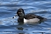 Tennessee's Watchable Wildlife