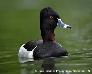 Tennessee's Watchable Wildlife