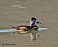 Tennessee's Watchable Wildlife