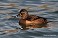 Tennessee's Watchable Wildlife