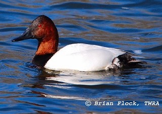 Tennessee's Watchable Wildlife