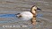 Tennessee's Watchable Wildlife