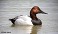 Tennessee's Watchable Wildlife