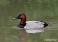 Tennessee's Watchable Wildlife