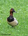 Tennessee's Watchable Wildlife