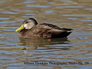 Tennessee's Watchable Wildlife