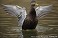 Tennessee's Watchable Wildlife