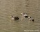 Tennessee's Watchable Wildlife