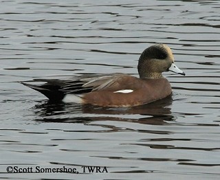 Tennessee's Watchable Wildlife