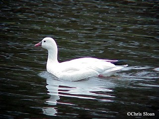 Tennessee's Watchable Wildlife