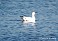 Tennessee's Watchable Wildlife