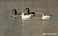 Tennessee's Watchable Wildlife