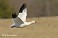 Tennessee's Watchable Wildlife