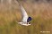 Tennessee's Watchable Wildlife