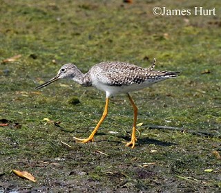 Tennessee's Watchable Wildlife