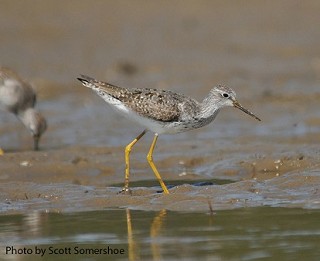 Tennessee's Watchable Wildlife