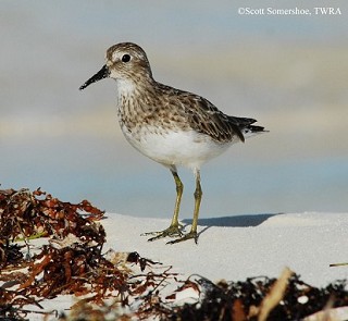 Tennessee's Watchable Wildlife