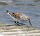 Tennessee's Watchable Wildlife