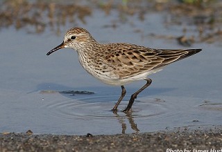 Tennessee's Watchable Wildlife