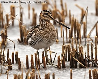 Tennessee's Watchable Wildlife