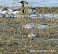 Tennessee's Watchable Wildlife