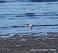 Tennessee's Watchable Wildlife