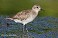 Tennessee's Watchable Wildlife